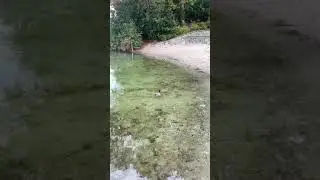 The Duck mating dance