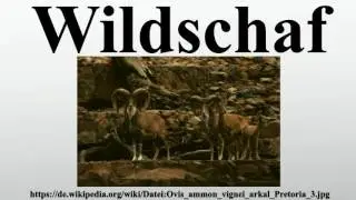 Wildschaf