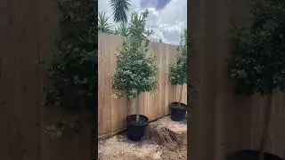 Metairie Eagleston holly trees backyard fence by Clean Cut Landscape