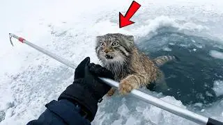 I Saved a Wild Pallas’s Cat from a Frozen Lake — What He Left Behind Changed My Life