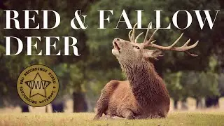 Red and Fallow Deer at Tatton Park