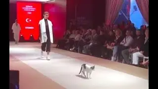 Cat walks with mannequins on Fashion show in Istanbul | Turkey