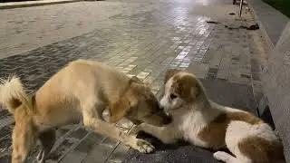 Happy golden dog play outside home with male dog and puppy #dogs #cutedog #goldenretriever 