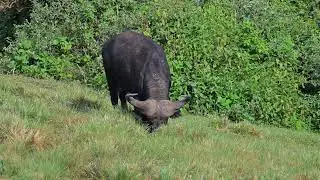 African buffalo (Syncerus caffer) - The Ark, Aberdare NP (Kenya) 7-9-2025