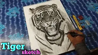Easy Tiger sketch|  Drawing tutorial step by step| #rahulartist