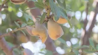 Fresno County grower reacts to almond harvest amid expectations for record season
