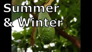Multi-Grafting Results: One Tree, Two Kinds of Avocados