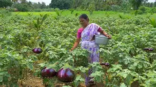 FRESH !! Brinjal Chutney Recipe | Eggplant Recipes | Village Style Cooking | Side Dish Recipes