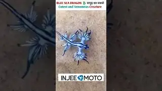 😱Dont Touch Blue Sea Dragon 🐉 One Of The Most Beautiful Sea Creatures |