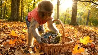 Baby Birds Fell from the Tree! 💔 Baby Monkey's Heartwarming Rescue 🐦🍂