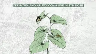 TELT | The ecological corridor to protect Zerynthia polyxena