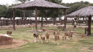 فلوق حديقة الحيوان للأطفال في قطر شفنا الأسود والنمر الأبيض ... 🐅🦁 | منتزه الخور متعة لصغار والكبار