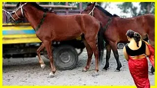 Wild Horse Power and Strong
