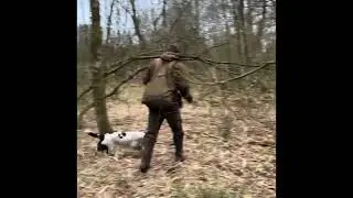 Quartering with F.T. Springer Spaniel Aston (12 month old)