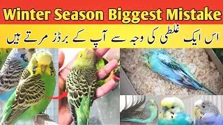 Australian parrots breeding tips in urdu | budgies winter care | Ali Birds Breeding