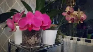 Ванда в крупной коре. Vanda growing in pine bark. Vanda dans des &eacute;corces de pin.