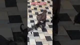 American bully puppies available in Kerala cheap rate|American bully standard puppy for sale kerala|