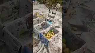 short $ amrud ki packing