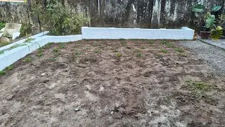 Garden Renovation -Part 1#plants #gardenrenovation #gardenmakeover #gardening #trendingreels