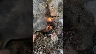 Grilled chicken outdoors #Asmr#survival#firecamping