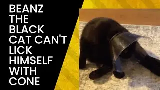 Beanz The Black Cat Trying To Lick Himself In Awkward Position But Can't With Cone ON 🐈&zwj;⬛ 🐈&zwj;⬛ 🐈&zwj;⬛