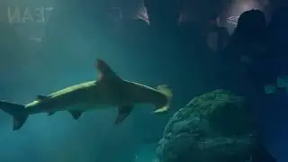 Hammerhead Shark Flying in Water. Beautiful Sight over the Tunnel