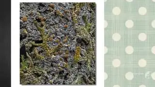 Fuscopannaria pacifica - fungi kingdom