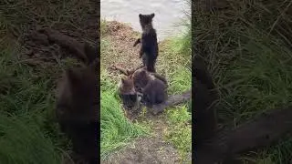 Are the sounds coming from the standing cub? #bearcub #bear #alaska #wildlife #katmai