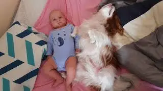 Cavalier King Charles Spaniel & Baby