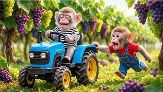 A Thief Ruins Monkey NaNa&rsquo;s Grape Farm&hellip; But His Smart Trick Shocks Everyone! 🍇🐒🔥
