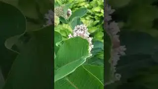 Our Backyard Common Milkweed 'Forest' 🦋 | #Midwest   #Milkweed #Backyard #Garden #JustBeyondParks