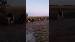 Here comes the yak herd! #hobbyfarm #farming #animals #cow