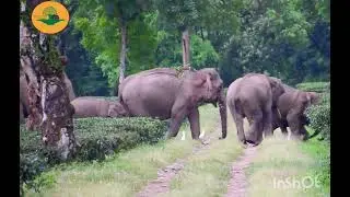 wonderful Elephant Movement