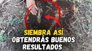 SIEMBRA correcta de COLINOS de PLÁTANO o BANANO para buenos resultados 👉