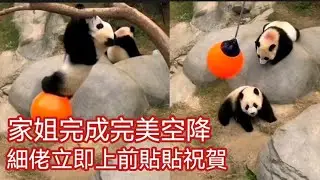 EP2🐼 8月9日一早,兩姐弟在細場開心嬉戲,家姐在鹹蛋黃做了一個完美嘅空降,他降落後細佬立即上前和她嬉戲😂#香港大熊貓bb成長日誌