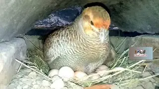 Teetar breeding progress | Breeding season | Dakhni Teetar