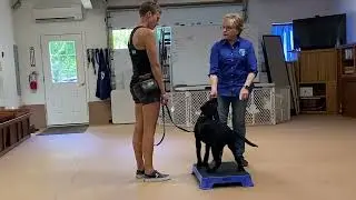 A Service Dog Training Facility Relies on Volunteer Puppy Raisers