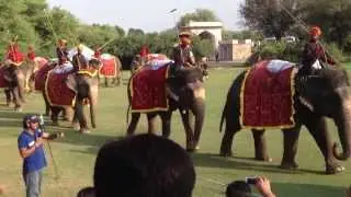 Elephant Polo in Jaipur: Elephants parading the polo grounds whilst a speaker calls out their names