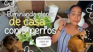 Tips para que tu casa HUELA INCREÍBLE con 5 perros😱 🐕| (Adiós Navidad + Decoración)