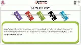 Structure and Function of Neurons