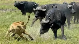 Beautiful Herd of Buffalo coming for a late afternoon swim