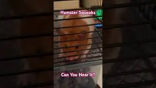 Hamster Squeaks #shorts #pets #hamsters #squeaks #interesting
