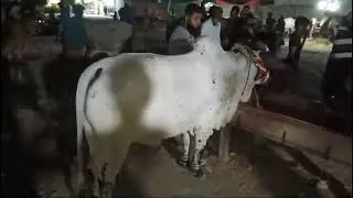 beautiful cow 🐄 🥰 #viralvideo #viral #youtubeshorts #ytshorts #relaxing #love #games #cute #relax