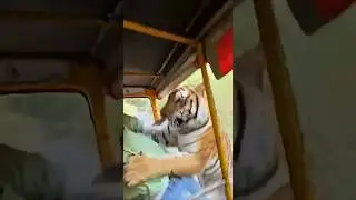 Tiger Grabs Man From Moving Auto 😱. #tiger #encounter #jungle #animals #sora #ai