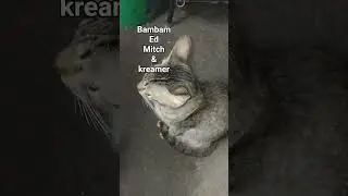 #animals #animalslover #music #cat #kittenlove #dogs #puppylove #lifeisbutadream #subscribers