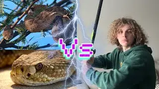 Rattlesnake's Venomous Wonders of the Reptile World