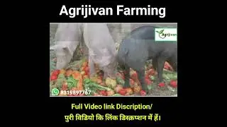 सुअर पालन के लिए सरकारी सब्सिडी कैसे प्राप्त करें | suar palan ki training aur jankari kahan milegi