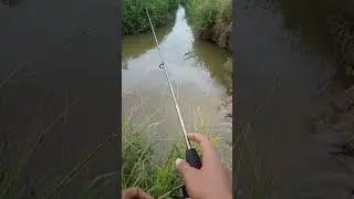 Lempar tarik lempar Zoonk #fishing #castingikangabus