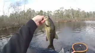 Spring Spinnerbait Action in Southern NJ