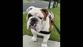 Most illegal dog in the world